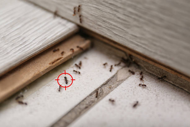 Best Residential Pest Control  in Freeman, SD