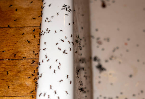 Best Wasp Removal Services  in Freeman, SD